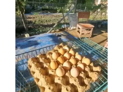 WhatsApp Image 2026-04-11 at 09