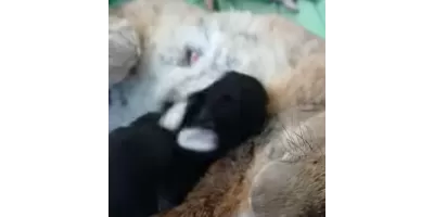Perternakan Kelinci PKBM KHADIJAH
