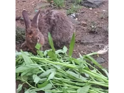 WhatsApp Image 2026-04-11 at 09