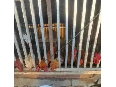 WhatsApp Image 2026-04-11 at 09